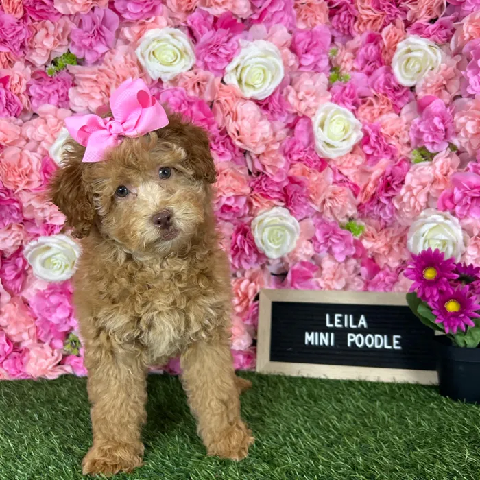 Female Poodle (Mini) puppy named Leila for sale at Pet Express Braintree.