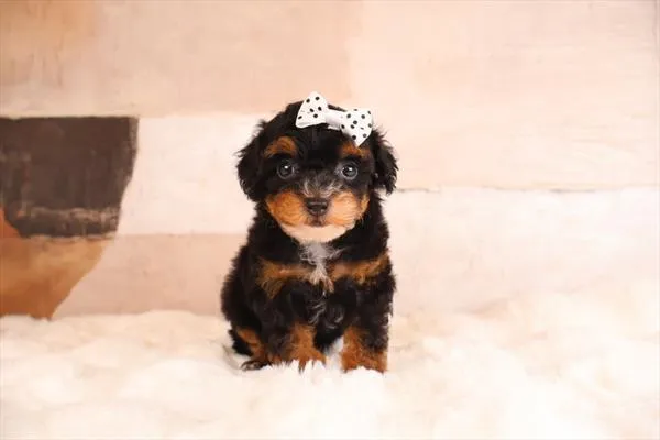 Female Malti-Poo 2Nd Gen puppy named Eevee for sale at Pet Express Braintree.