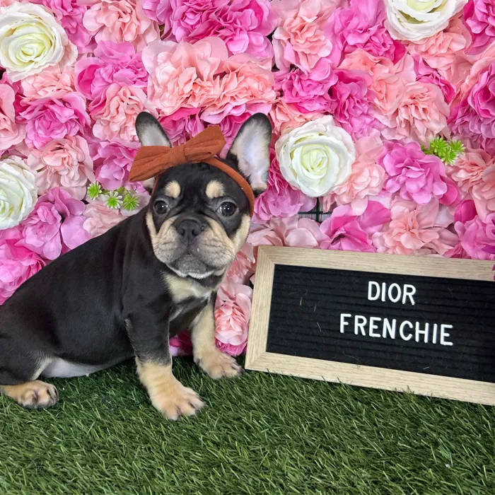 Female French Bulldog puppy named Dior for sale at Pet Express Braintree.