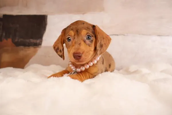 Female Dachshund puppy named Nana for sale at Pet Express Saugus.