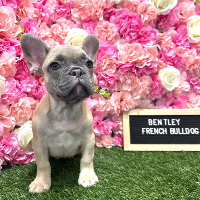 Male French Bulldog puppy named Bentley for sale at Pet Express Braintree.