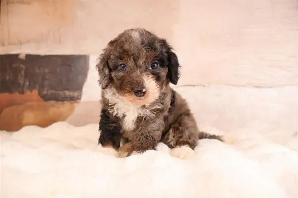 Male Mini Bernedoodle 2Nd Gen puppy named Kingston for sale at Pet Express Braintree.