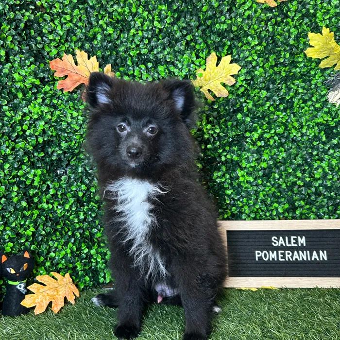 Male Pomeranian puppy named Salem for sale at Pet Express Braintree.