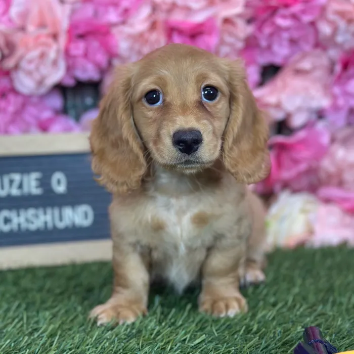 Female Dachshund puppy named Suzie Q for sale at Pet Express Saugus.