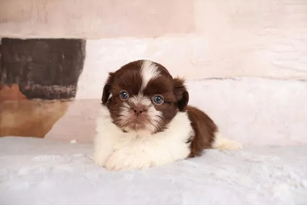 Male Shih Tzu puppy named Munchkin for sale at Pet Express Saugus.