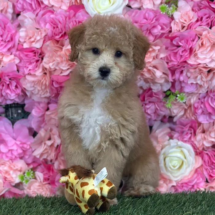 Female Poodle (Mini) puppy named Sweet Pea for sale at Pet Express Saugus.