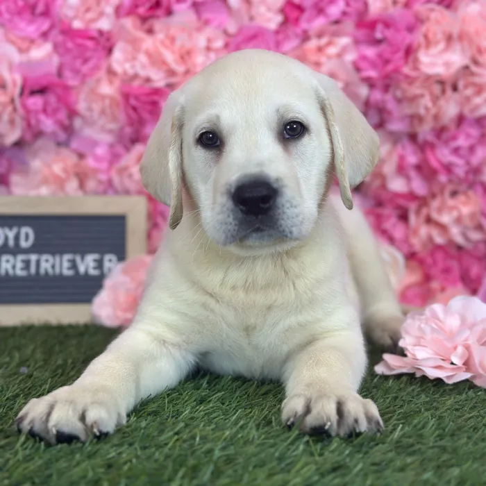 Male Labrador Retriever puppy named Lloyd for sale at Pet Express Saugus.