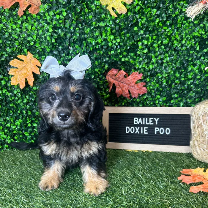 Female Doxie-Poo puppy named Bailey for sale at Pet Express Braintree.