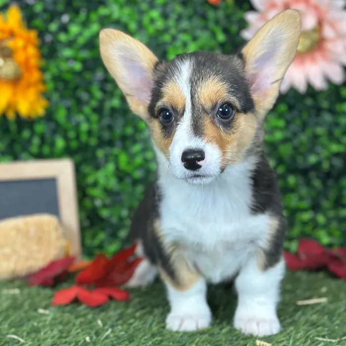 Female Pembroke Welsh Corgi puppy named Connie for sale at Pet Express Saugus.