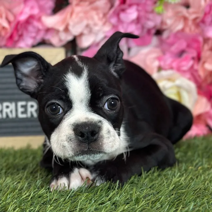 Male Boston Terrier puppy named Wallaby for sale at Pet Express Saugus.