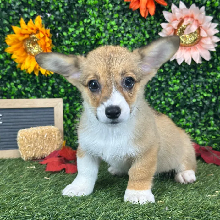 Female Pembroke Welsh Corgi puppy named Roxie for sale at Pet Express Saugus.