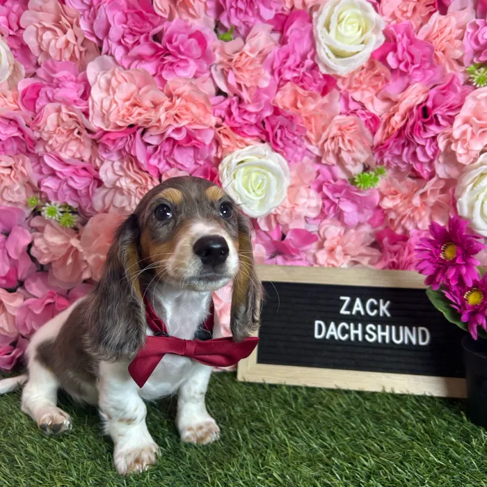 Male Dachshund puppy named Zack for sale at Pet Express Braintree.