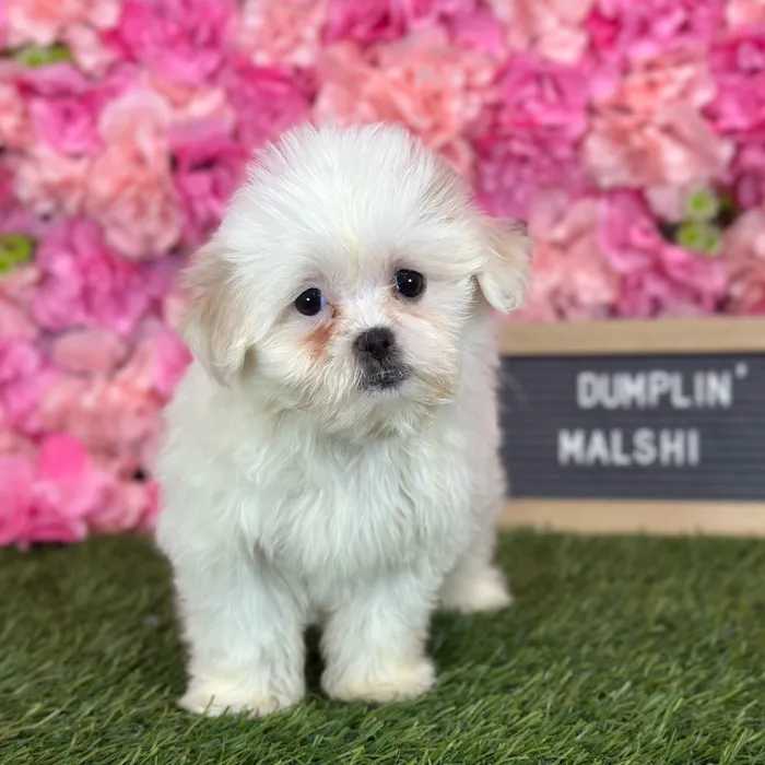 Female Malshi puppy named Dumplin' for sale at Pet Express Saugus.
