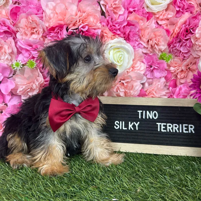 Male Silky Terrier puppy named Tino for sale at Pet Express Braintree.