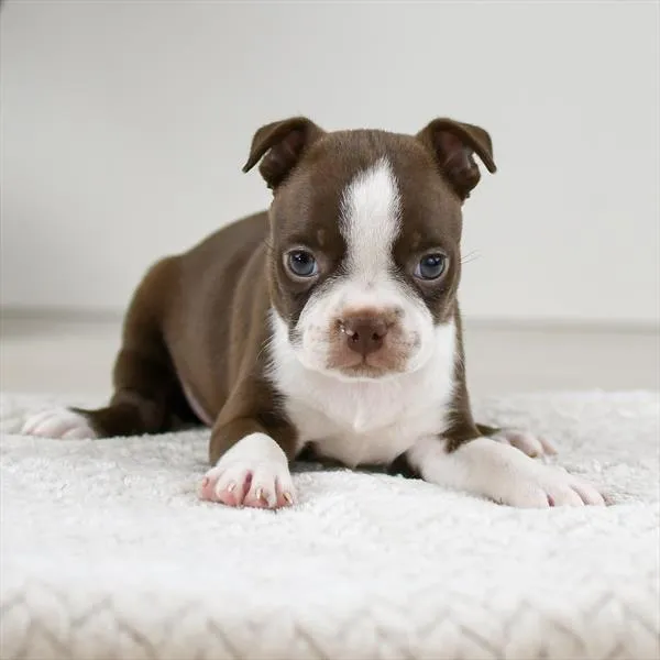 Male Boston Terrier puppy named Bacon for sale at Pet Express Braintree.