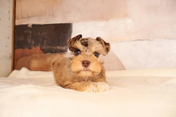 Male Miniature Schnauzer puppy named Peanut for sale at Pet Express Braintree.
