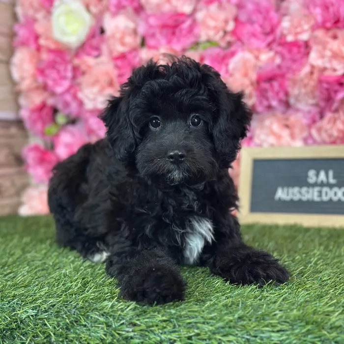 Male Aussiedoodle puppy named Sal for sale at Pet Express Saugus.