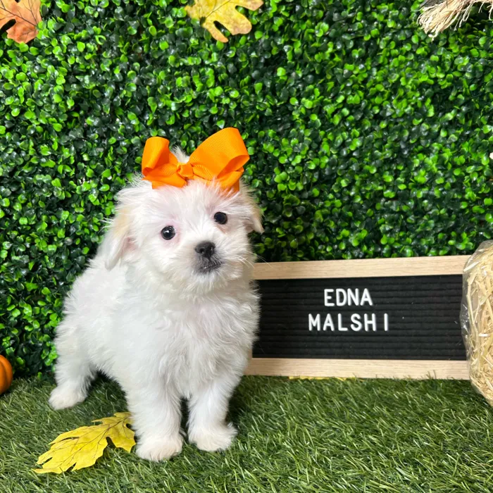Female Malshi puppy named Edna for sale at Pet Express Braintree.