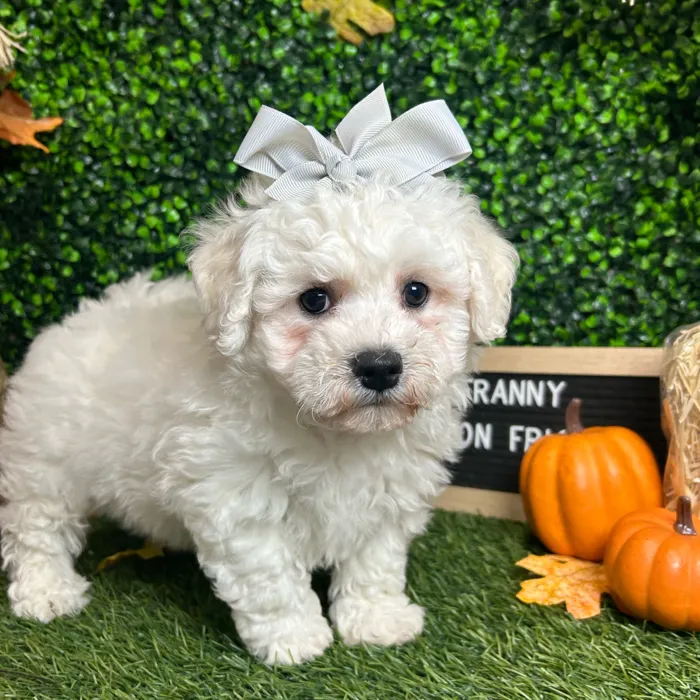 Female Bichon Frise puppy named Franny for sale at Pet Express Braintree.