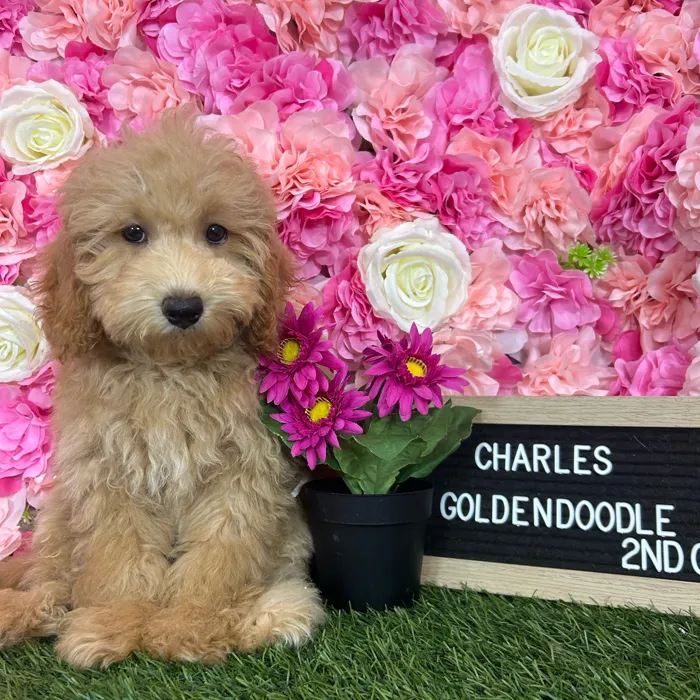 Male Mini Goldendoodle 2Nd Gen puppy named Charles for sale at Pet Express Braintree.