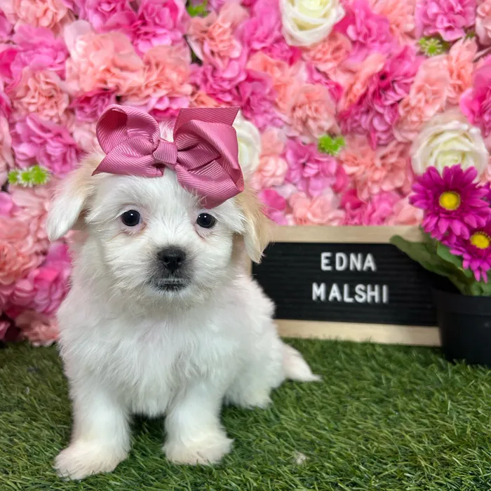 Female Malshi puppy named Edna for sale at Pet Express Braintree.