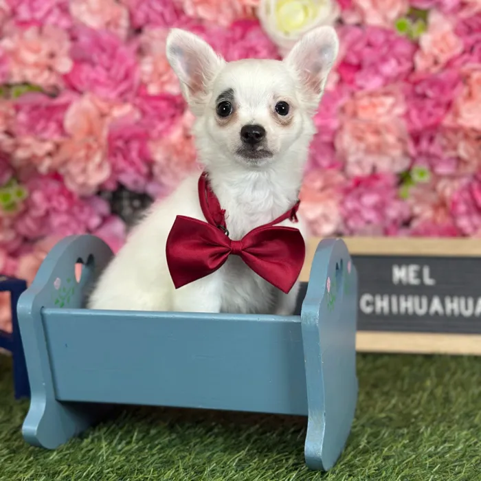Male Chihuahua puppy named Mel for sale at Pet Express Saugus.