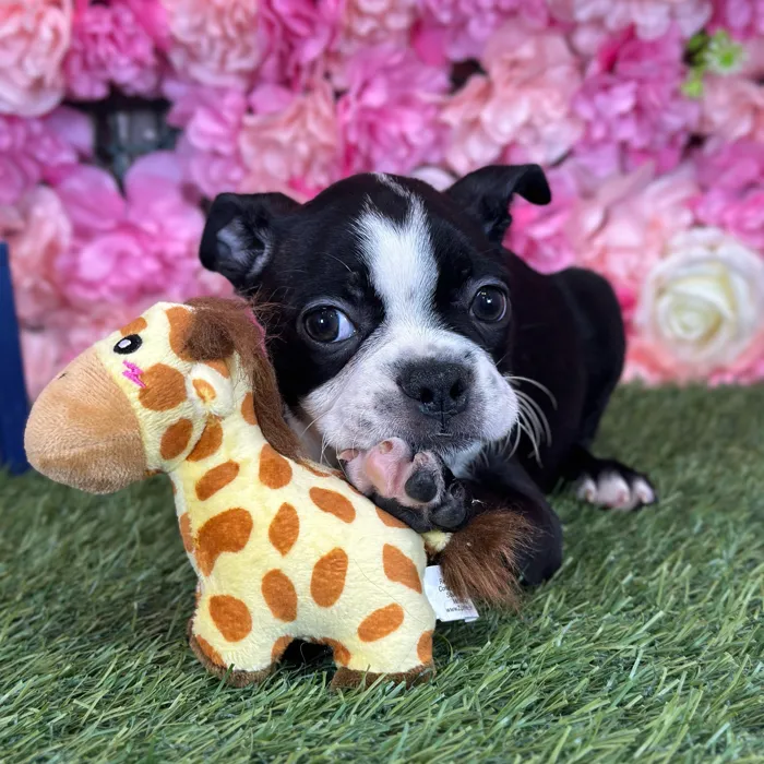 Male Boston Terrier puppy named Wallaby for sale at Pet Express Saugus.