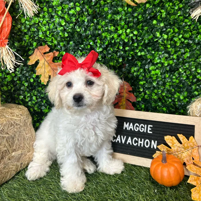 Female Cavachon puppy named Maggie for sale at Pet Express Braintree.