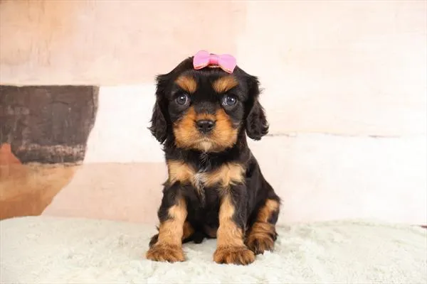 Female Cavalier King Charles Spaniel puppy named Raven for sale at Pet Express Braintree.
