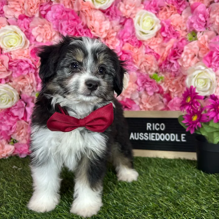 Male Aussiedoodle 2Nd Gen puppy named Rico for sale at Pet Express Braintree.