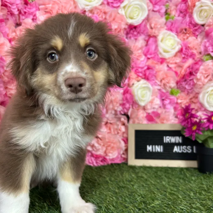 Male Miniature Australian Shepherd puppy named Irwin for sale at Pet Express Braintree.