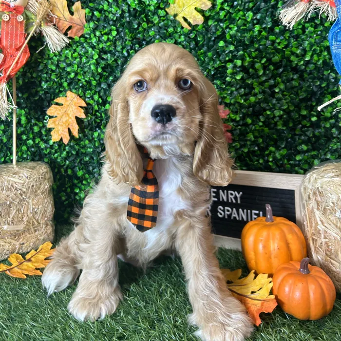 Male Cocker Spaniel puppy named Henry for sale at Pet Express Braintree.