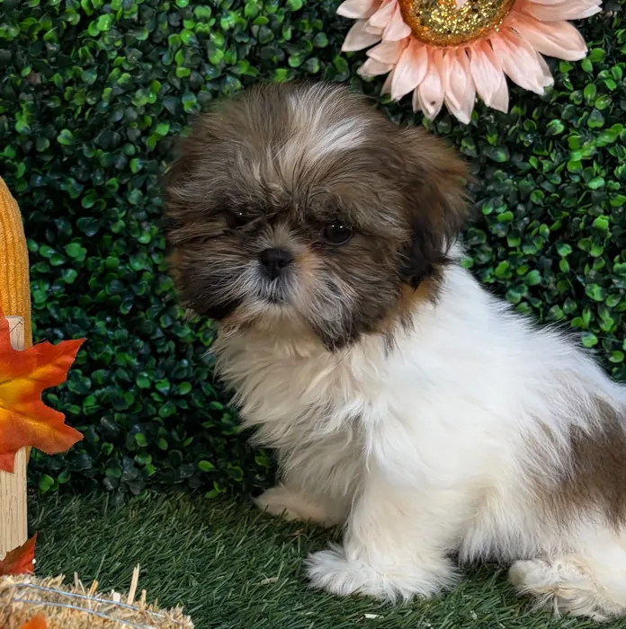 Female Shih Tzu puppy named Mini Muffin for sale at Pet Express Saugus.