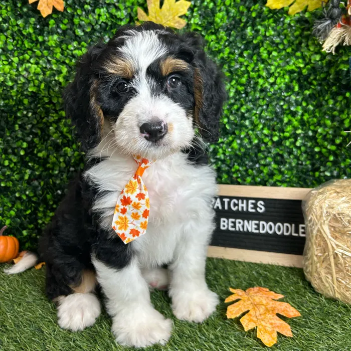 Male Mini Bernedoodle puppy named Patches for sale at Pet Express Braintree.