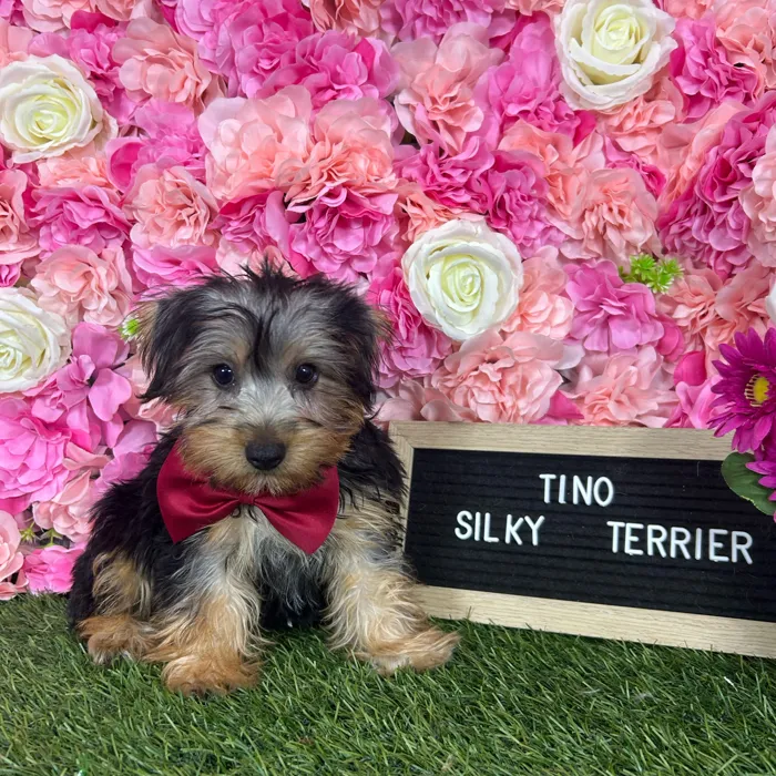 Male Silky Terrier puppy named Tino for sale at Pet Express Braintree.