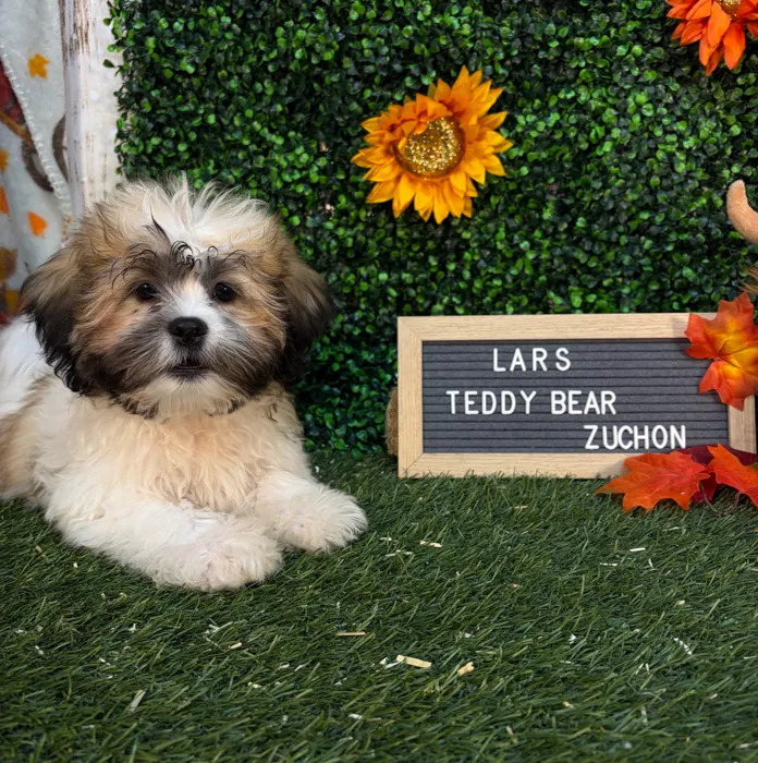 Male Teddy Bear (Zuchon) puppy named Lars for sale at Pet Express Saugus.