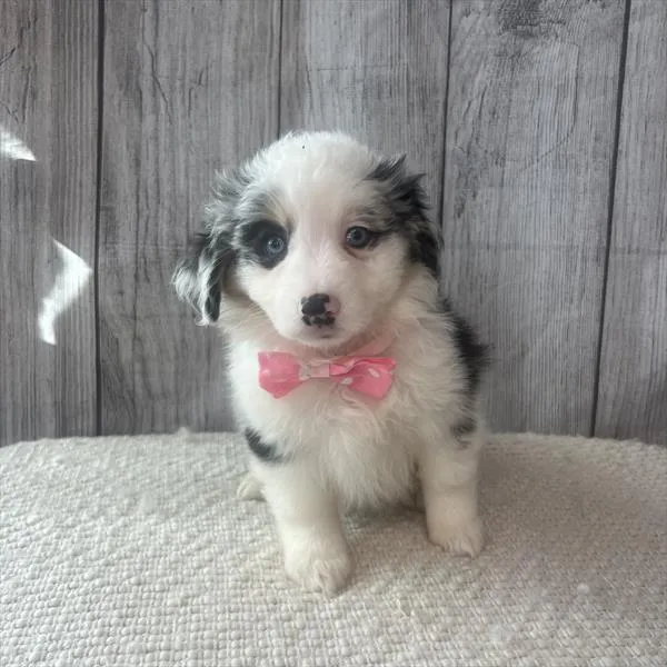 Female Miniature Australian Shepherd puppy named Brandy for sale at Pet Express Braintree.