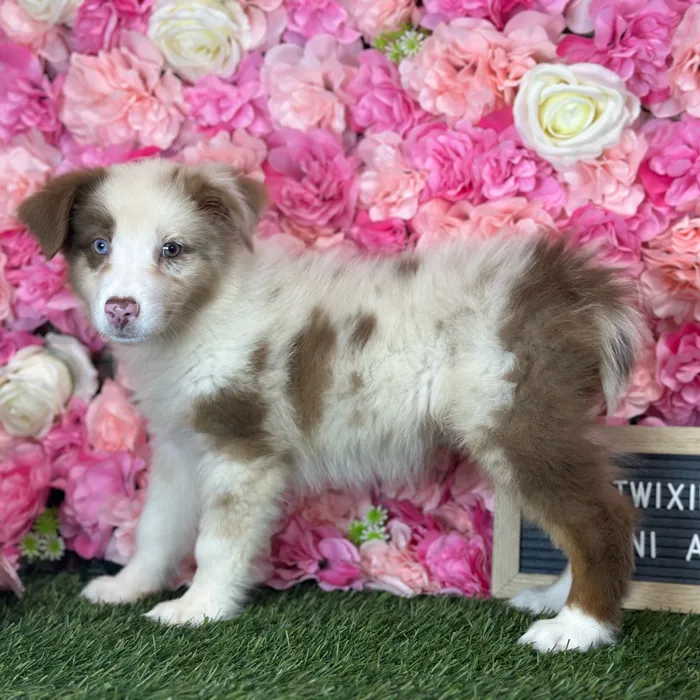 Female Miniature Australian Shepherd puppy named Twixie for sale at Pet Express Saugus.