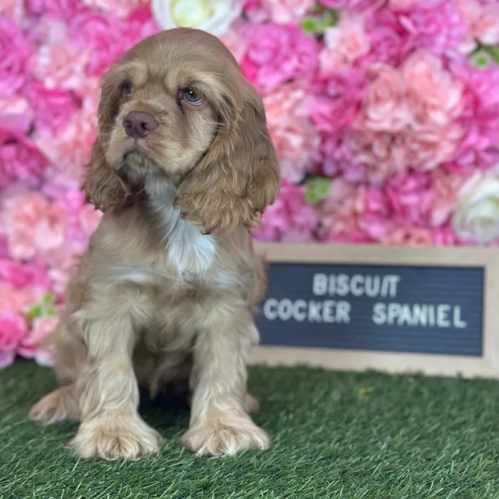 Female Cocker Spaniel puppy named Biscuit for sale at Pet Express Saugus.