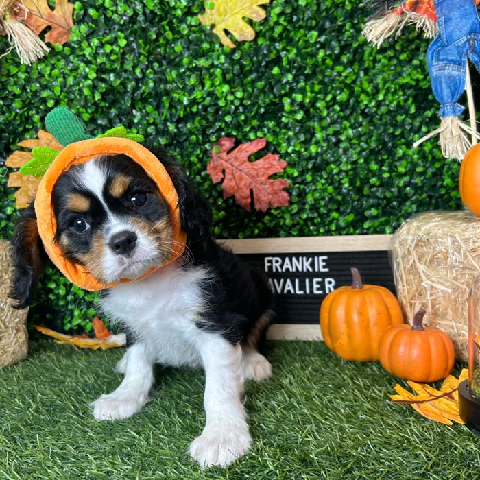 Male Cavalier King Charles Spaniel puppy named Frankie for sale at Pet Express Braintree.