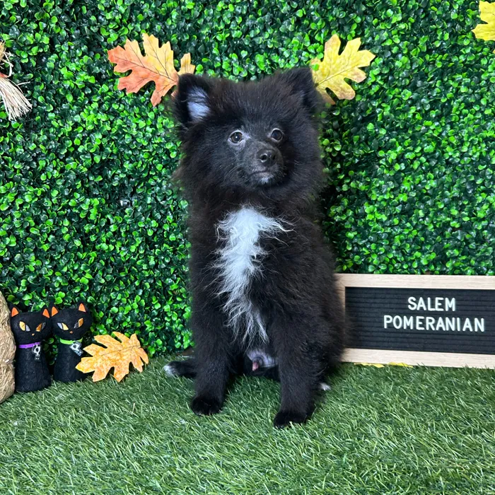 Male Pomeranian puppy named Salem for sale at Pet Express Braintree.