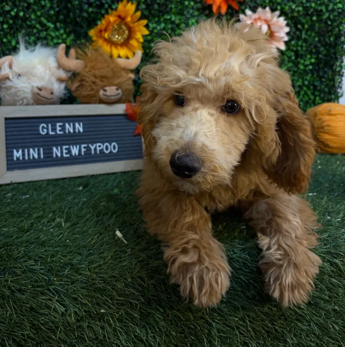 Male Mini Newfypoo 2Nd Gen puppy named Glenn for sale at Pet Express Saugus.
