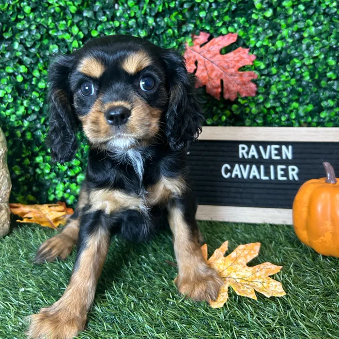Female Cavalier King Charles Spaniel puppy named Raven for sale at Pet Express Braintree.