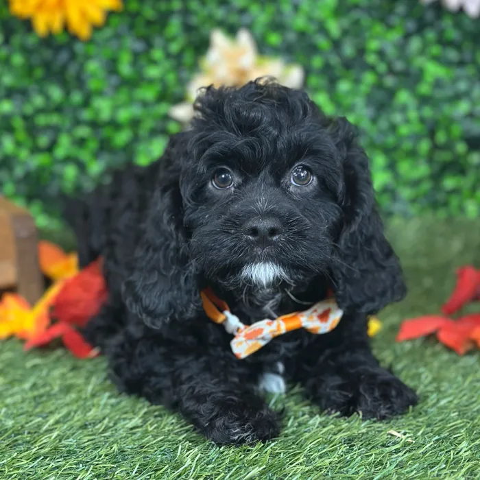 Male Cavapoo puppy named Pappy for sale at Pet Express Saugus.