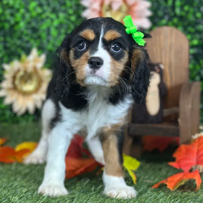 Female Cavalier King Charles Spaniel puppy named Yaya for sale at Pet Express Saugus.