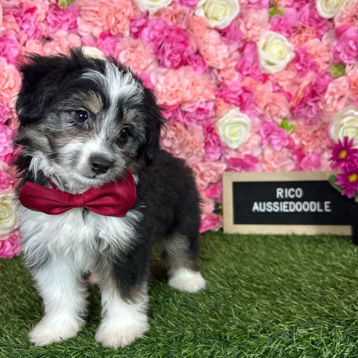 Male Aussiedoodle 2Nd Gen puppy named Rico for sale at Pet Express Braintree.