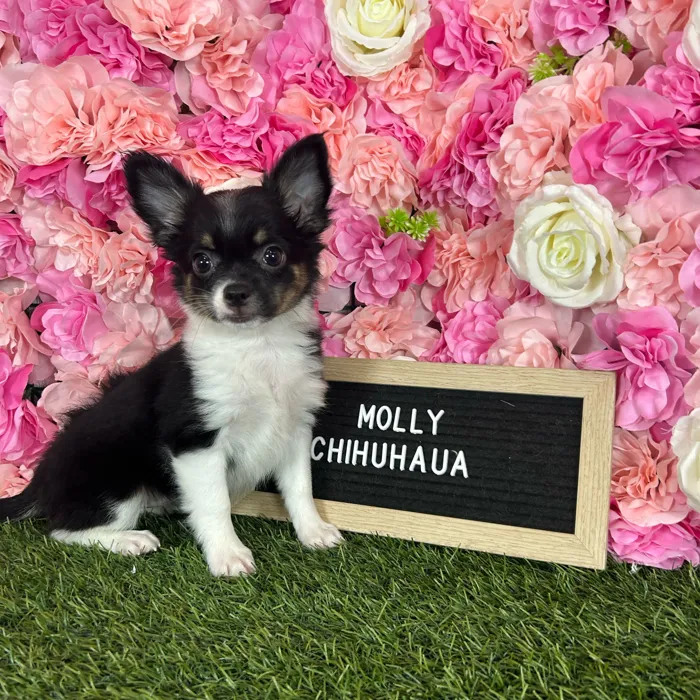 Female Chihuahua puppy named Mollie for sale at Pet Express Braintree.