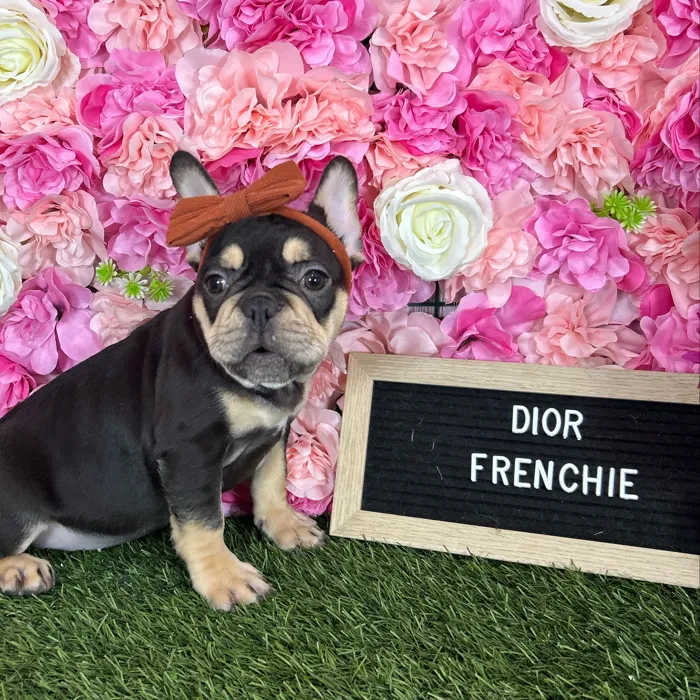 Female French Bulldog puppy named Dior for sale at Pet Express Braintree.