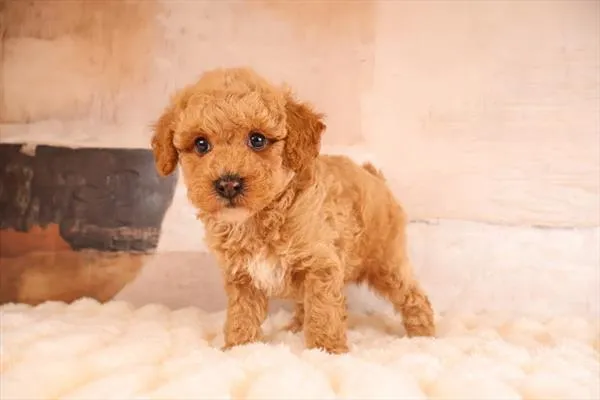 Male Malti-Poo 2Nd Gen puppy named Redd for sale at Pet Express Saugus.