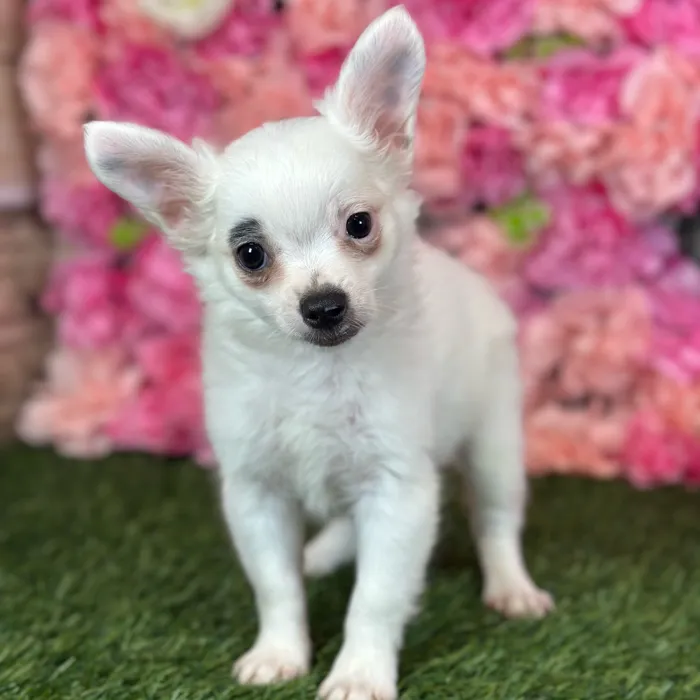 Male Chihuahua puppy named Mel for sale at Pet Express Saugus.